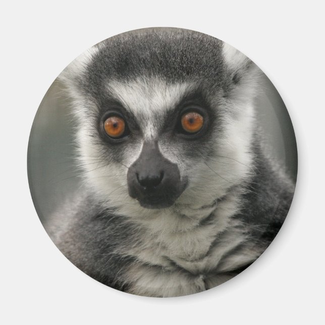 Lemur Face  Magnet (Front)