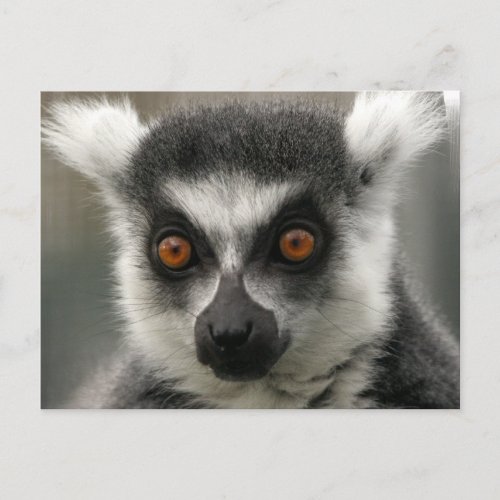 Lemur Face  Postcards