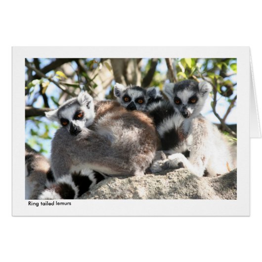 Lemur Gift Card (Front Horizontal)