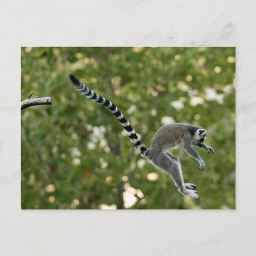 Lemur Jump Postcard