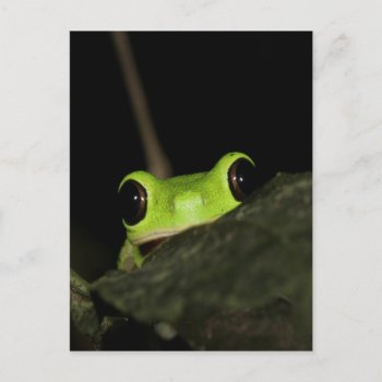 Lemur Leaf Frog Postcard by thecoveredbridge at Zazzle