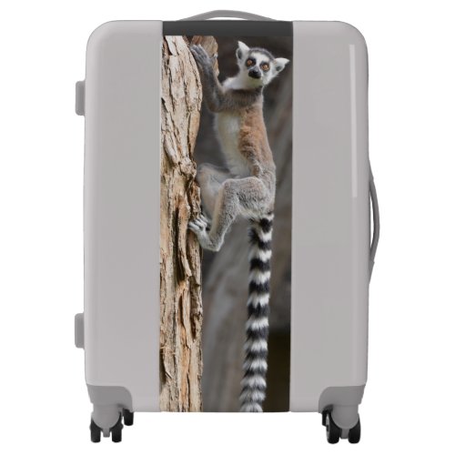 Lemur Luggage