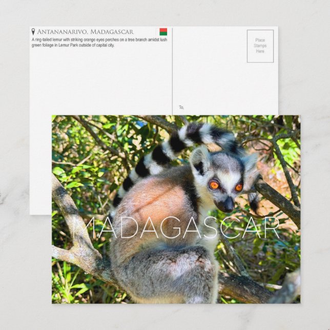 Lemur, Madagascar Travel Postcard (Front/Back)