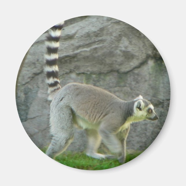 Lemur Magnet (Front)