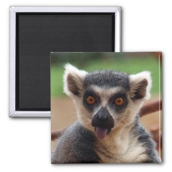Lemur Magnet by expressivetees at Zazzle