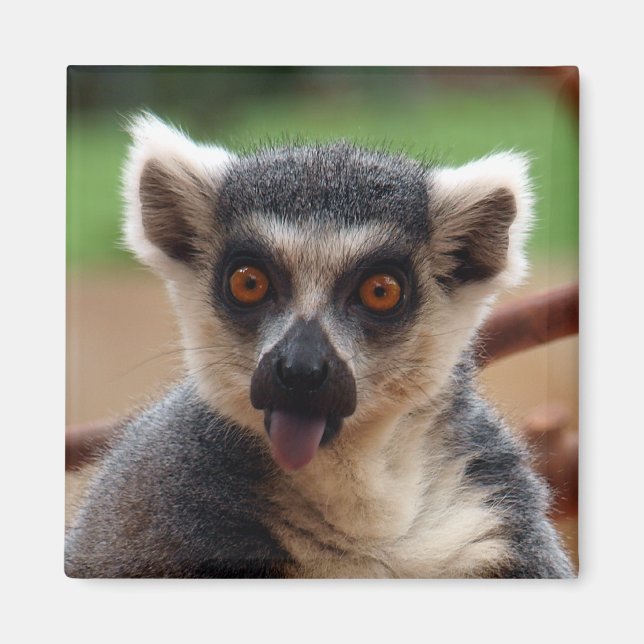 Lemur Magnet (Front)