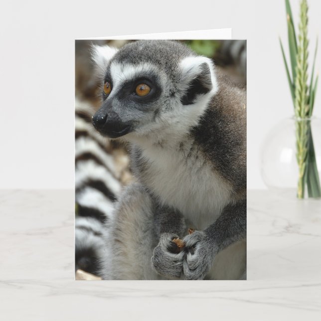Lemur Monkey Greeting Card (Front)