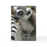 Lemur Monkey Greeting Card