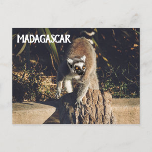 Lemur Monkey Madagascar Wildlife Postcard