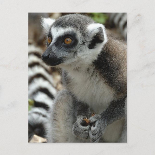 Lemur Monkey Postcard (Front)