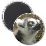Lemur Photo Magnet