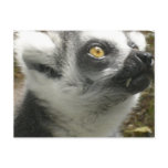 Lemur Photo Postcard