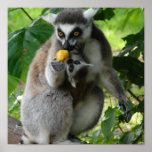 Lemur Photo Print