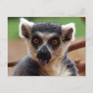 Lemur Postcard