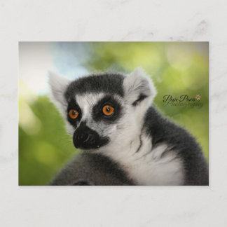 Lemur Postcard