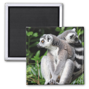 Lemur ring-tailed cute photo fridge magnet