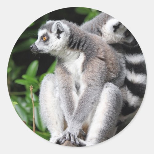 Lemur ring_tailed cute photo sticker stickers