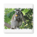 Lemur Square Magnet