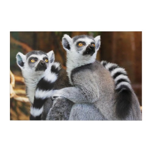 Lemurs  acrylic print