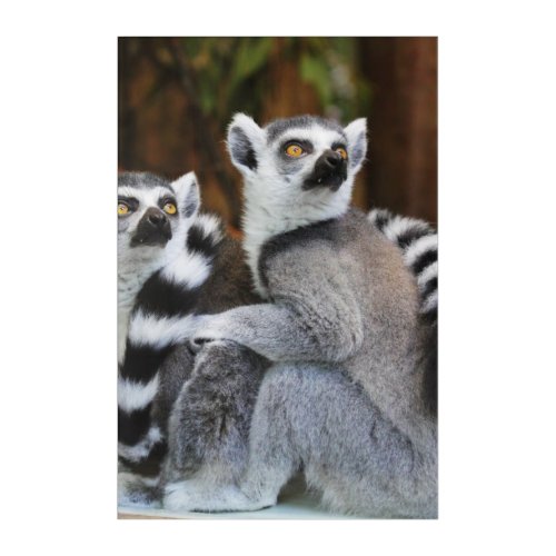 Lemurs  acrylic print