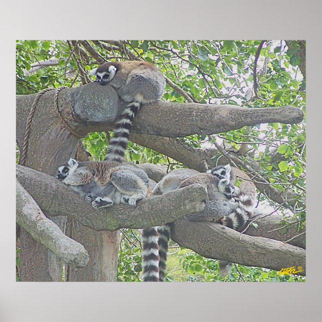 Lemurs Poster (Front)