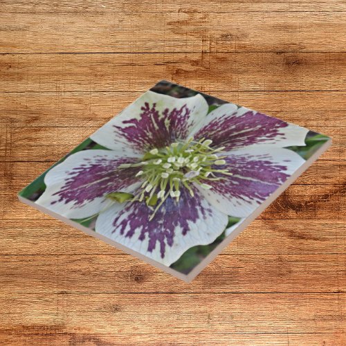 Lenten Rose Hellebore Floral Ceramic Tile