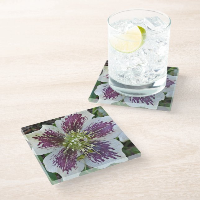 Lenten Rose Hellebore Floral Glass Coaster (Angled)