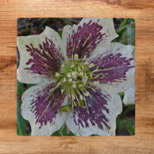 Lenten Rose Hellebore Floral Trivet