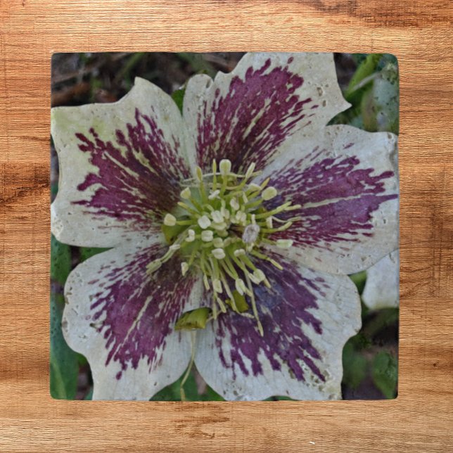 Lenten Rose Hellebore Floral Trivet (In Situ)