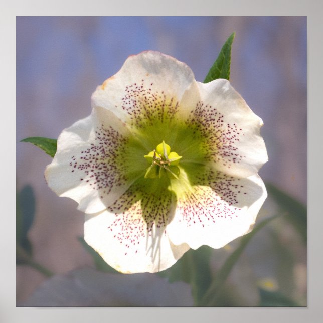 Lenten Rose. Helleborus Poster (Front)