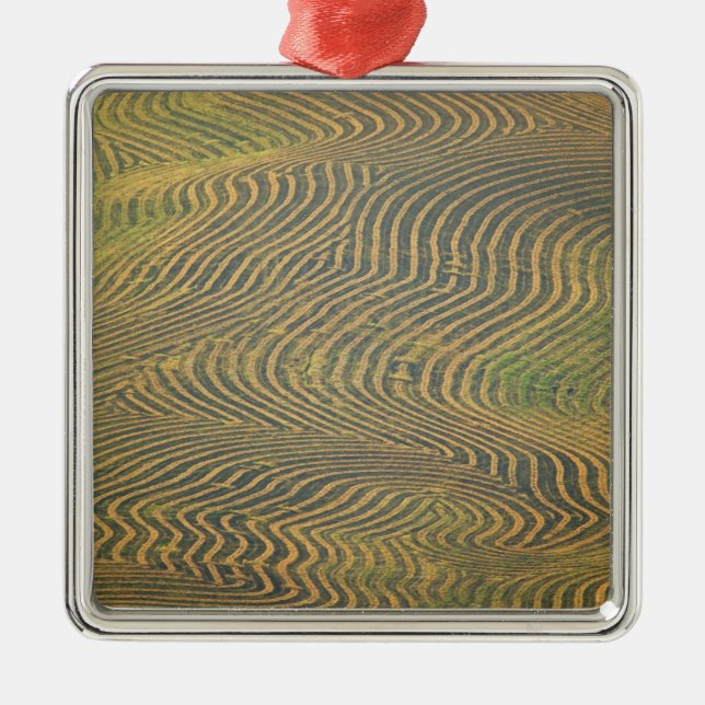 Lentil peas windrowed and awaiting harvest in metal ornament (Front)