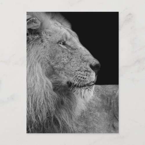 LEO the LION King of the Jungle in Black and White Postcard