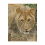 Leo the Lion Postcard