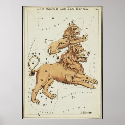 Leo Zodiac Illustration Standard Size Poster