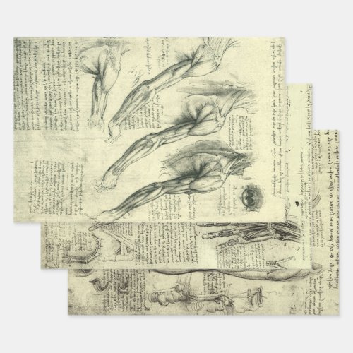 Leonardo da Vinci 3 different Human Anatomy Design Wrapping Paper Sheets