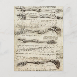 Leonardo da Vinci - Studies of the Arm Artwork Postcard