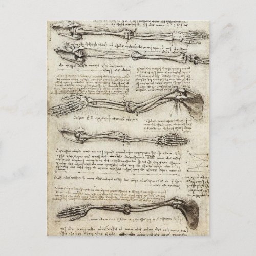 Leonardo da Vinci _ Studies of the Arm Artwork Postcard