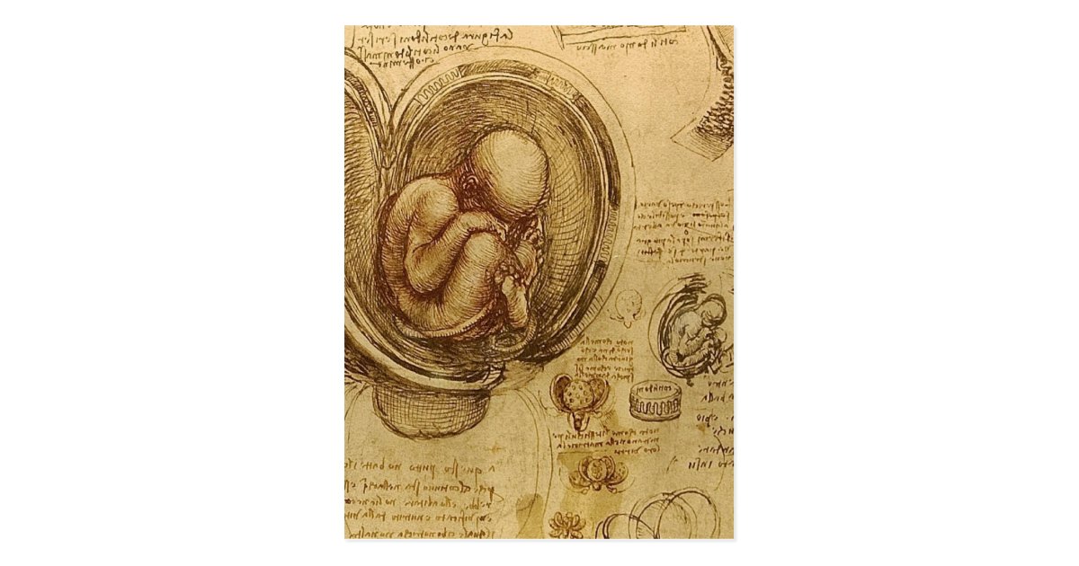 Leonardo Da Vinci - Study of Anatomy Postcard | Zazzle.com