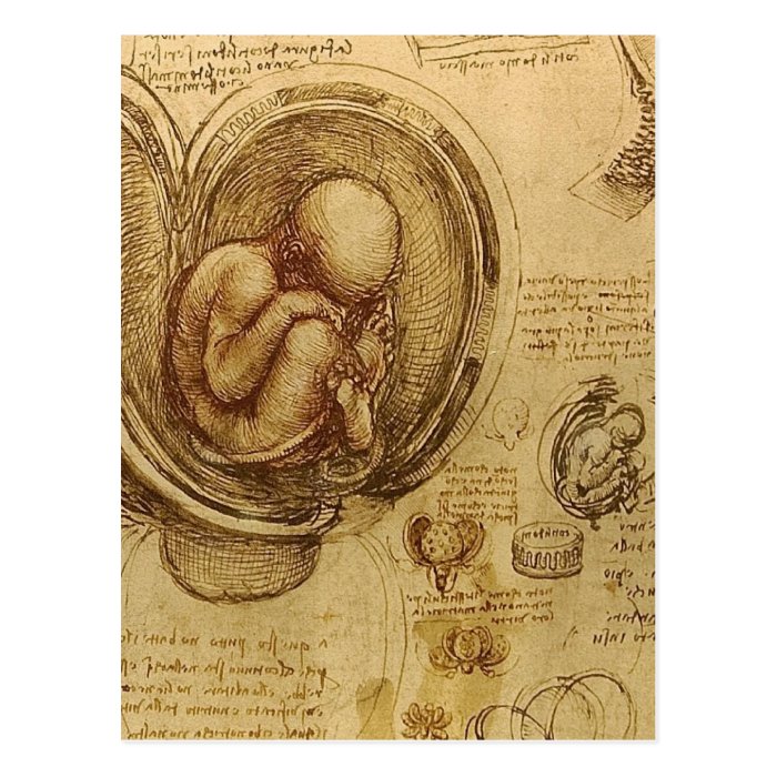 Leonardo Da Vinci    Study of Anatomy Postcard