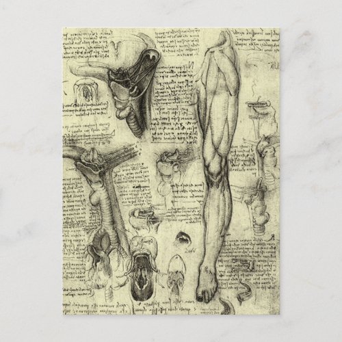 Leonardo da Vinci Vintage Human Anatomy Larynx Leg Postcard