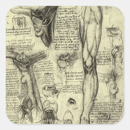Leonardo da Vinci Vintage Human Anatomy Larynx Leg Square Sticker