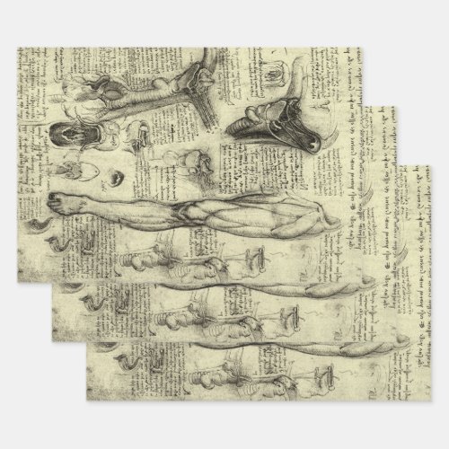 Leonardo da Vinci Vintage Human Anatomy Larynx Leg Wrapping Paper Sheets