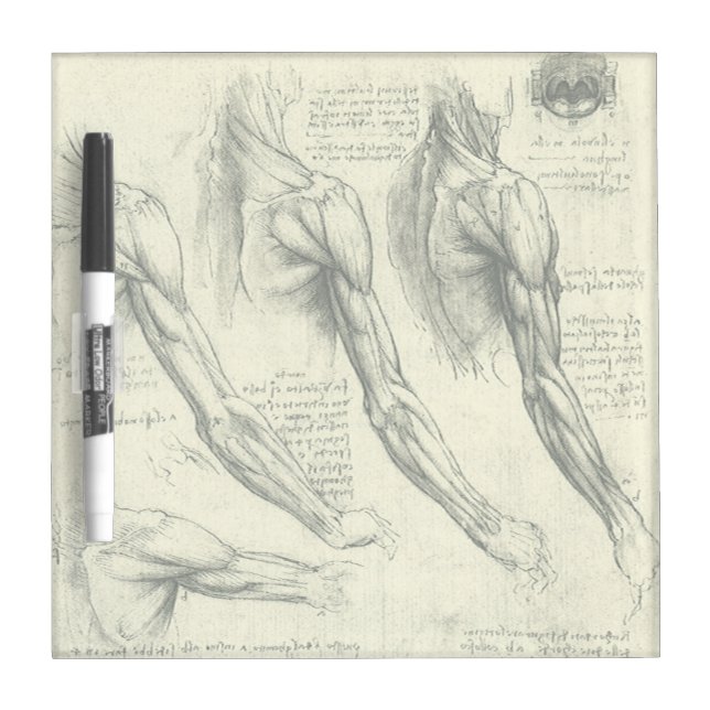 Leonardo da Vinci's Arm and Shoulder Anatomy Dry Erase Board (Front)