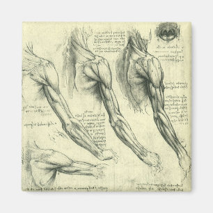 Leonardo da Vinci's Arm and Shoulder Anatomy Magnet