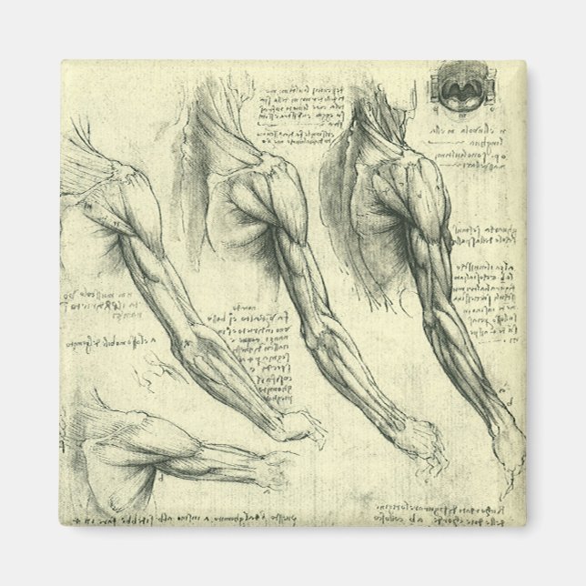 Leonardo da Vinci's Arm and Shoulder Anatomy Magnet (Front)
