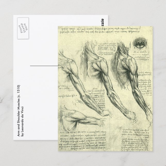 Leonardo da Vinci's Arm and Shoulder Anatomy Postcard (Front/Back)