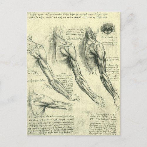 Leonardo da Vincis Arm and Shoulder Anatomy Postcard