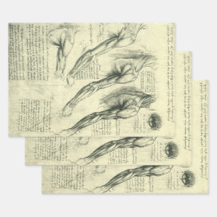 Leonardo da Vinci's Arm and Shoulder Anatomy Wrapping Paper Sheets