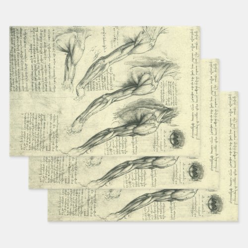 Leonardo da Vincis Arm and Shoulder Anatomy Wrapping Paper Sheets