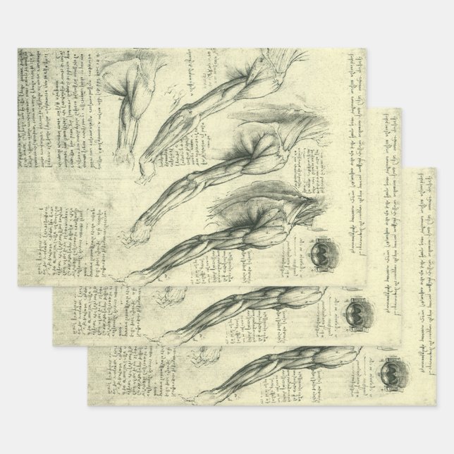 Leonardo da Vinci's Arm and Shoulder Anatomy Wrapping Paper Sheets (Set)